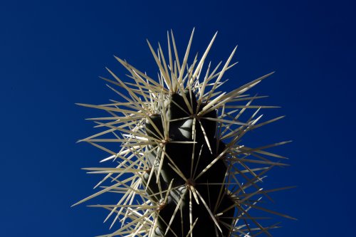 Parc National de Organ Pipe Cactus (Arizona, USA) - Sommet d'un jeune cactus Saguaro avec ses épines blanches(VO-20-0154)