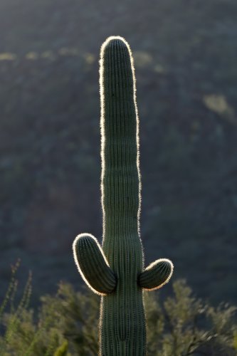 Parc National de Organ Pipe Cactus (Arizona, USA) - Cactus Saguaro en contre-jour au coucher du soleil(VO-20-0113)