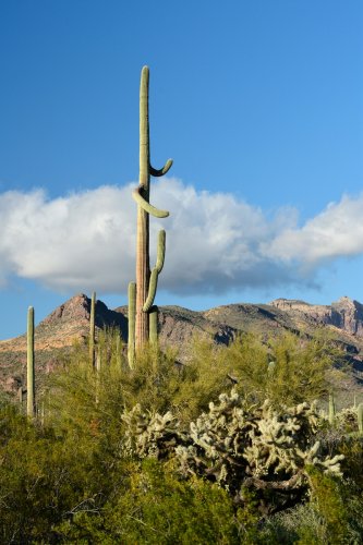 Parc National de Organ Pipe Cactus (Arizona, USA) - Grand cactus Saguaro  avec deux bras horizontaux (VO-20-0101)