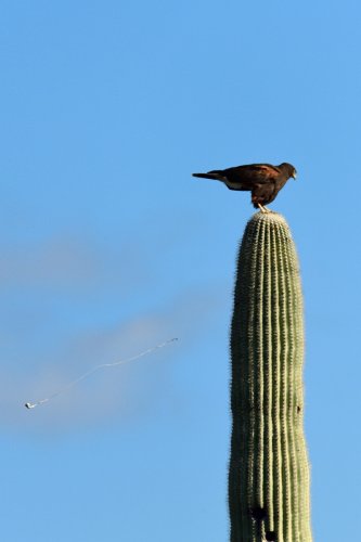 Parc National de Organ Pipe Cactus (Arizona, USA) - Faucon de Harris perché  au sommet d'un cactus Saguaro (avec déjection en suspension)(VO-20-0098)