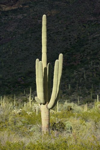 Parc National de Organ Pipe Cactus (Arizona, USA) - Cactus Saguaro  sur fond sombre (VO-20-0079)