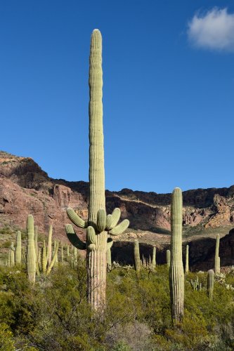 Parc National de Organ Pipe Cactus (Arizona, USA) - Paysage typique du désert de Sonora avec ses cactus Saguaro(VO-20-0077)