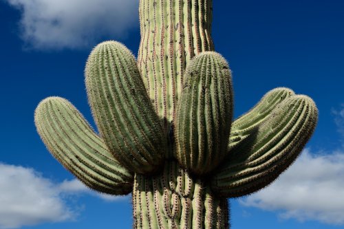 Parc National de Organ Pipe Cactus (Arizona, USA) - Couronne de plusieurs bras sur un Cactus Saguaro(VO-20-0045)
