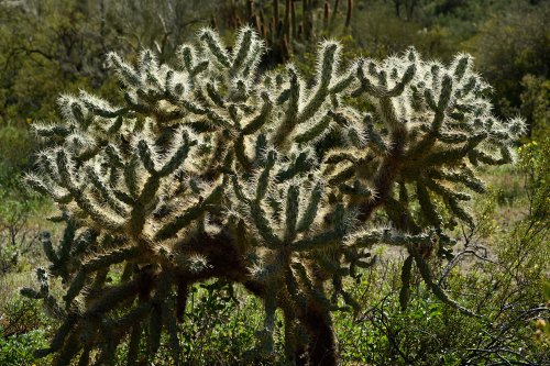 Parc National de Organ Pipe Cactus (Arizona, USA) - Cactus "Chainfruit cholla" en contre-jour(VO-20-0050)