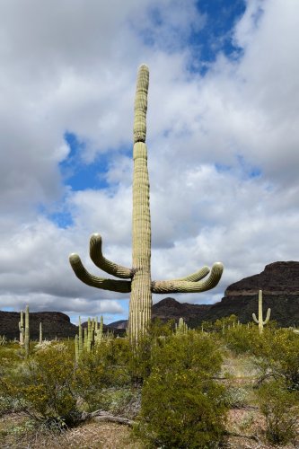 Parc National de Organ Pipe Cactus (Arizona, USA) - Cactus Saguaro  avec grands bras (VO-20-0027)