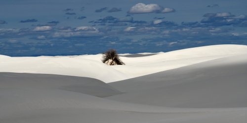 White Sands National Park (Nouveau Mexique, USA) - Monticule de gypse avec arbuste se détachant au milieu de dunes de sable blanc (premier plan à l'ombre)(VO-20-0423)