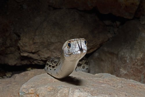 Désert de Sonora (Arizona, USA) - Vibora Sorda avec langue sortie (VO-20-0287)