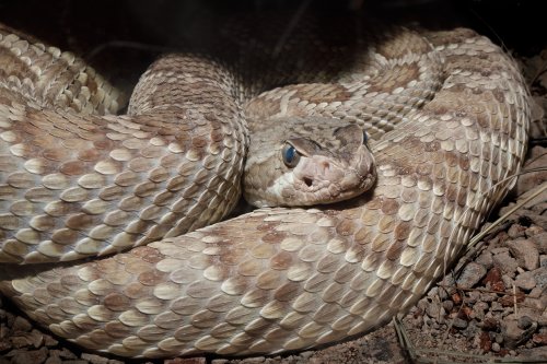 Désert de Sonora (Arizona, USA) - Crotale de face(VO-20-0255)