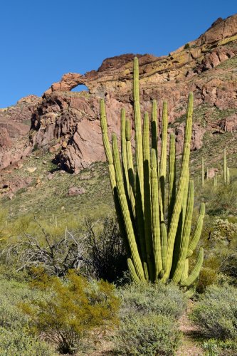 Parc National de Organ Pipe Cactus (Arizona, USA) - Organ Pipe avec arche naturelle en arrière plan(VO-20-0055)