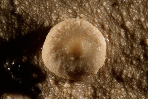 Abîme de Bramabiau (Gard) - Petite concrétion dans un gour (mini champignon formé a priori par dépôts de calcite à la surface de l'eau) (SP-20-0825)