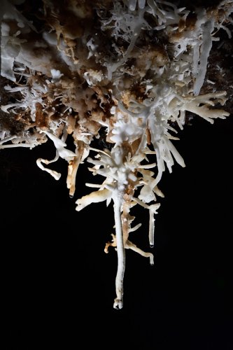 Grotte d'Orquette (Hérault) - Fistuleuse avec excentriques(SP-20-1119)