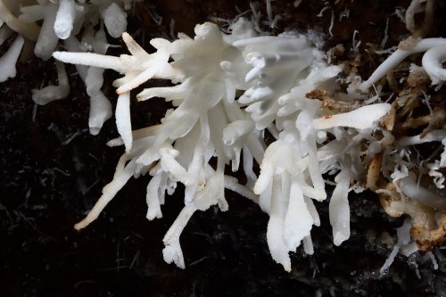 Grotte d'Orquette (Hérault) - Bousquet d'excentriques de calcite(SP-20-1122)