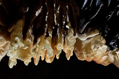 Grotte d'Orquette (Hérault) - Draperies au plafond vues de dessous(SP-20-1157)