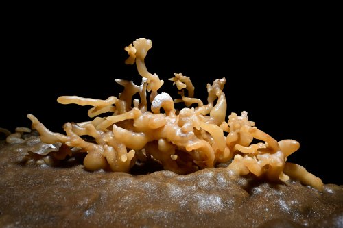 Gouffre des Vents d'Anges - Excentriques de calcite orange sur une banquette du méandre(SP-20-1478)