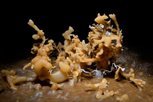 Gouffre des Vents d'Anges - Excentriques de calcite orange sur une banquette du méandre(SP-20-1481)