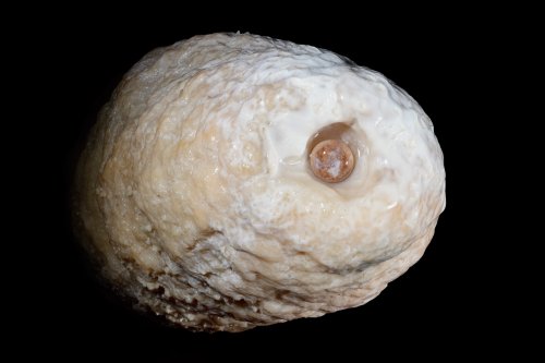 Aven d'Orgnac-Issirac (Ardèche) - Pisolithe qui s'est formée dans une stalagmite creusée par l'eau à son sommet (Salle Glory)(SP-21-0083)