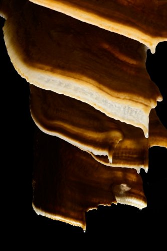 Grotte de Trabuc (Gard) - Alignement de draperies en contre jour (SP-21-0678)