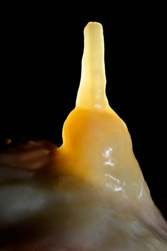 Grotte de Clamouse (Hérault) - Stalagmite translucide jaune(SP-21-1669)