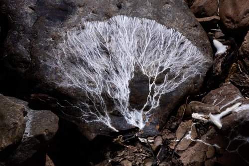 Snedegars Cave (Virginie occidentale, USA) - Développement de moisissures de bois sur un rocher (SP-21-2263)