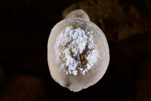 Butler cave (Virginie, USA) - Détail d'un champignon minéral(SP-21-2011)