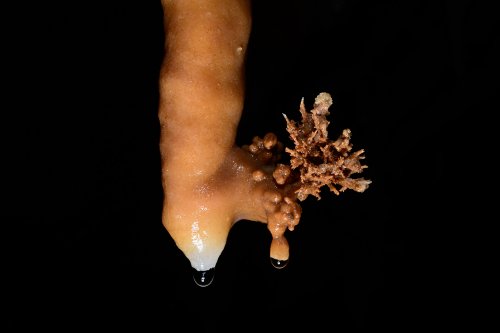 Gouffre de Cabrespine (réseau du "Vieux concrétionné") - Stalactite orange avec excentrique à son extrémité(SP-22-0958)
