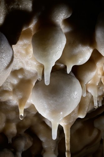 Grotte de Foissac - Bulbes de calcite au plafond d'une petite salle(SP-22-1284)