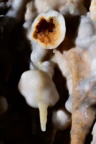  Grotte de Foissac (partie touristique) - Bulles de calcite présentes au plafond de certaines salles de la cavité. La bulle supérieure cassée montre bien que ces concrétions originales sont creuses
(SP-22-1193)