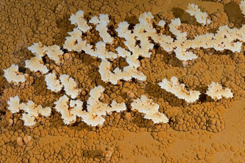 Grotte de Roquebleue (Hérault) - Cristallisations dans une vasque(SP-22-2442)