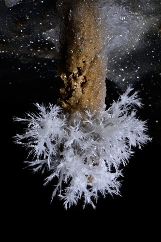 Grotte de Roquebleue (Hérault) - Galerie des volcans - Petit bouquet  d'aragonite au bout d'une stalactite massive marron(SP-22-2438)
