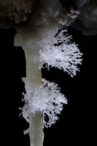 Grotte de Roquebleue (Hérault) - Galerie des volcans - Excentriques d'aragonite sur une stalactite(SP-22-2466)