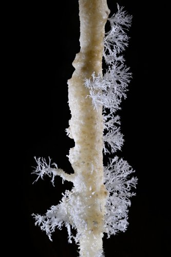 Grotte de Roquebleue (Hérault) - Galerie des volcans - Fines excentriques d'aragonite sur une stalactite(SP-22-2461)