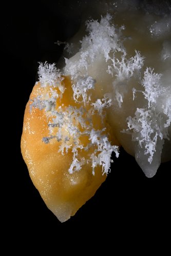 Grotte de Roquebleue (Hérault) - Galerie des volcans - Le "coeur" : petite stalactite massive de calcite orange avec fines excentriques blanches d'aragonite (détail)(SP-22-2453)