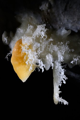 Grotte de Roquebleue (Hérault) - Galerie des volcans - Le "coeur" : petite stalactite massive de calcite orange avec fines excentriques blanches d'aragonite (vue d'ensemble)(SP-22-2445)