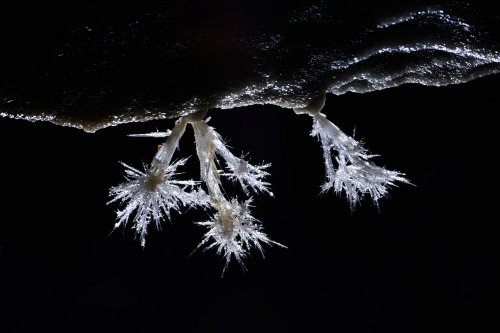 Grotte de Roquebleue (Hérault) - Galerie des volcans - Petit bouquet d'aragonite au plafond(SP-22-2440)