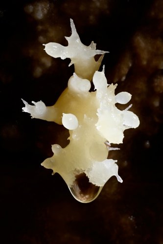Grotte de la Douch (Hérault) - Petite concrétion de calcite avec goutte d'eau  (SP-23-0070)