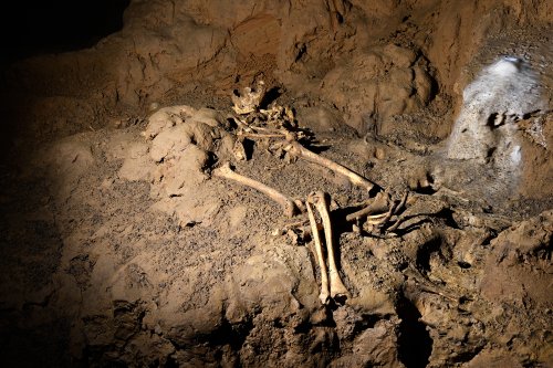 Grotte de Foissac (Aveyron) - Squelette datant de l'âge du Cuivre, déposé bras et jambes repliés sur un dépôt d'argile 
Des côtes provenant d'un ani(SP-23-0615)