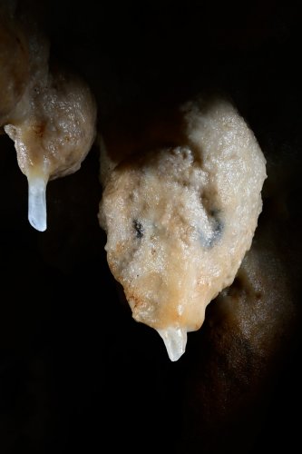 Grotte de Foissac (Aveyron) - Stalactite avec yeux peints (SP-23-0675)