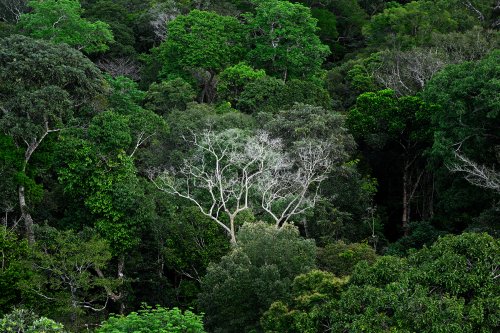 Manaus (Amazonas, Brésil) -  Forêt amazonienne vue de haut avec un grand arbre aux branches blanches au centre(VO-23-0562)