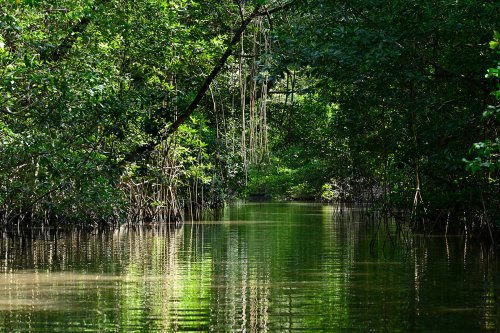 Barreirinhas (Maranhão, Brésil) -  Mangrove sur le fleuve Preguiças(VO-23-1382)