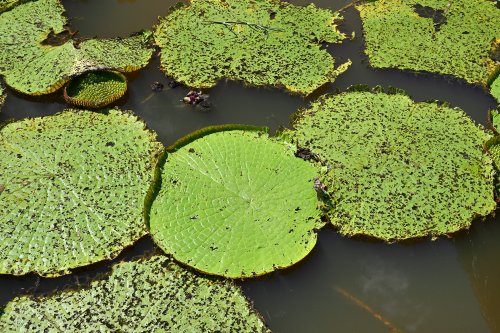 Manaus (Amazonas, Brésil) - Détail de nénuphars dans un marécage(VO-23-0697)