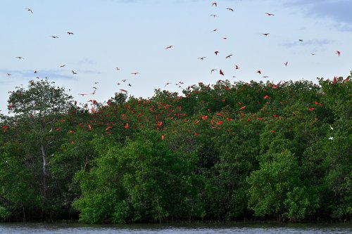 Tutóia (Maranhão, Brésil) - Ibis rouges au coucher du soleil  posés sur des arbres (VO-23-1645)