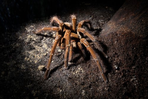 Manaus (Amazonas, Brésil) - Mygale(VO-23-0541)