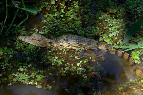 Manaus (Amazonas, Brésil) -  Petit caïman dans un marécage(VO-23-0684)