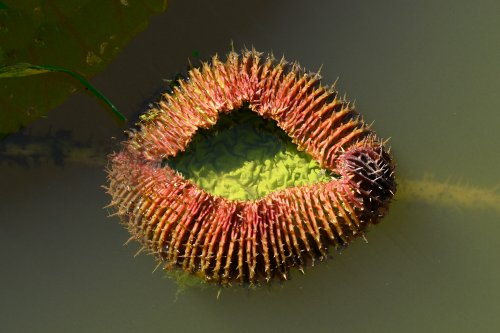 Alter do Chão (Pará, Brésil) - Feuille de nénuphar  en forme de bouche(VO-23-0700)