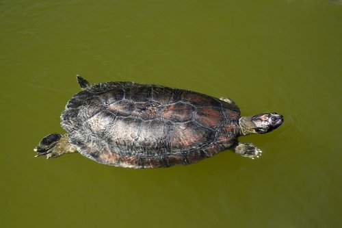 Alter do Chão (Pará, Brésil) - Tortue d'eau douce(VO-23-0800)