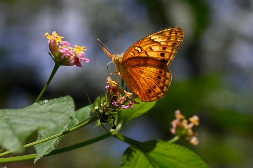 Manaus (Amazonas, Brésil) - Papillon sur une feuille de lantana(VO-23-0578)