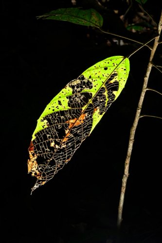 Manaus (Amazonas, Brésil) - Feuille (VO-23-0559)