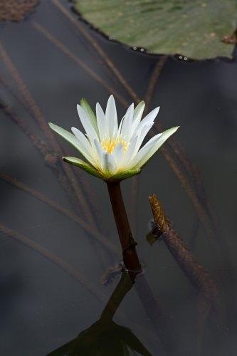 Rurópolis (Pará, Brésil) - Fleur de nénuphar(VO-23-0744)