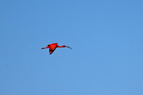 Tutóia (Maranhão, Brésil) - Ibis rouge en vol au coucher du soleil(VO-23-1575)