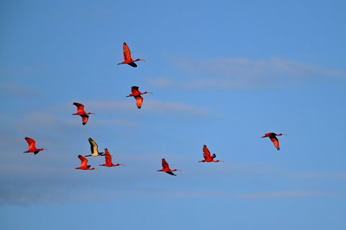 Tutóia (Maranhão, Brésil) - Vol d'ibis rouges au coucher du soleil (groupe de 10)(VO-23-1580)